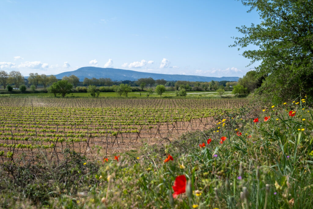 Printemps dans l'Aude sur le canal du Midi