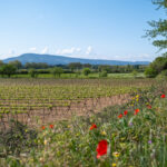 Printemps dans l'Aude sur le canal du Midi